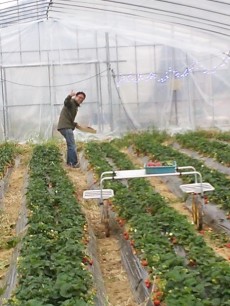 幸せイチゴ畑(木下さん)