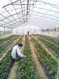 幸せイチゴ畑(1)